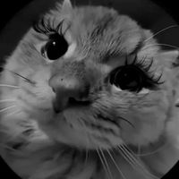 404.trimih