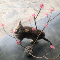 _____prativa