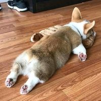 corgibabydog
