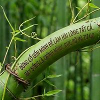 nhạc nền - ..❤️..