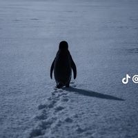 halaalameer8