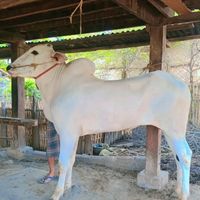 kyaw.zin.win646