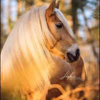 slomo._.horse_