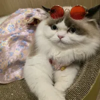 original sound - misssunday.cat