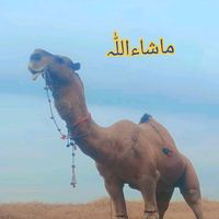 jethal.pk.ch