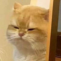 nhạc nền - Quả quýt màu cam 🍊