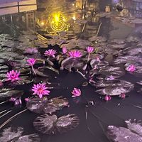 limbu_prinsha