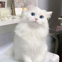 shnoz_sh_211
