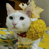 original sound - cute_emotions