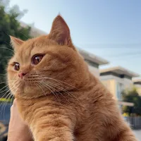 original sound - maeothanggas