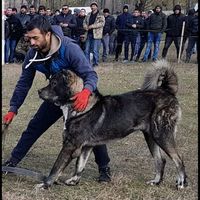 kashmar953