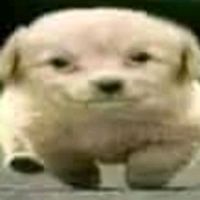 jorgitoyomboperropendejo