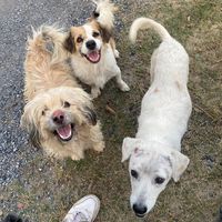 เสียงต้นฉบับ - เหตุผลง่ายๆ🖤🇹🇭