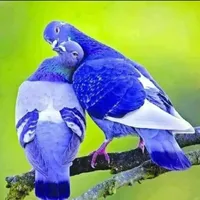 original sound - sumonahmed2542