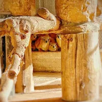 original sound - ssead5