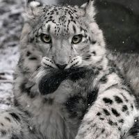 tayswiftiev