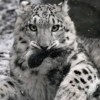 original sound - tayswiftiev