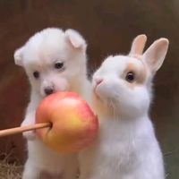 ellena_2712