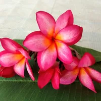 original sound - wiedbakrie0