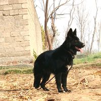 gsd.ar.2
