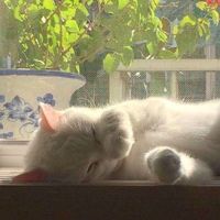 เสียงต้นฉบับ - เจนวยหัวโค่