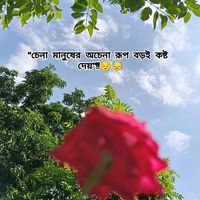 marjanchowdhury57