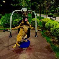 dogtrainergiorgi