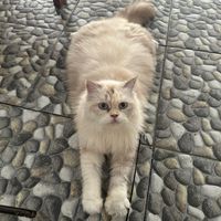 nesybingg