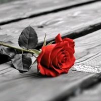 rose_7241