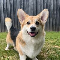 k9korgi
