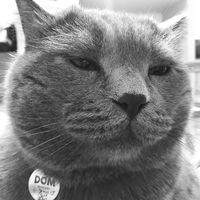 philosophicalcats
