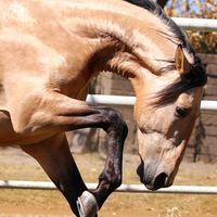 revistagronicelcaballo