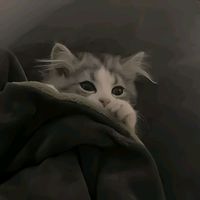 mevius_97