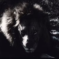 wounded_lion_