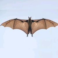 batman_power_official