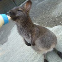 オリジナル楽曲 - ワラビーファミリー   wallabyfamily