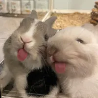 original sound - ff0xzh