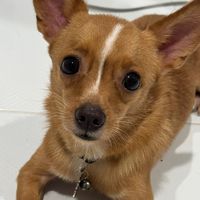 เสียงต้นฉบับ - FlukeDeal