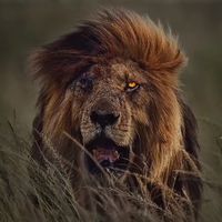 الصوت الأصلي
