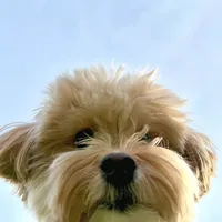 original sound - happygyepi