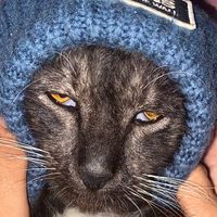 suara asli - pacarnya zayn malik