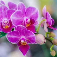 original sound - ujer234