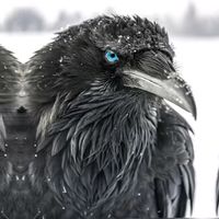 suara asli - —Grayy