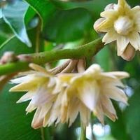 မူရင်းအသံ - kooo