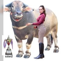 dcr.farm0