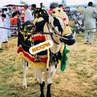fatehjangi.shoq786