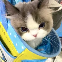 original sound - allan.torion.sagr