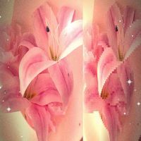 iiiiiiiii_xx12