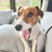 tomyumjackrussell