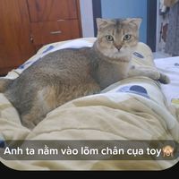 nhạc nền - 🌾‧+ ̊🖇️Potato+ ̊🎧⊹🪴